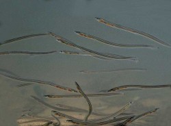 civelles (jeunes anguilles)