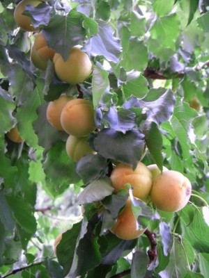abricots moyenvicois